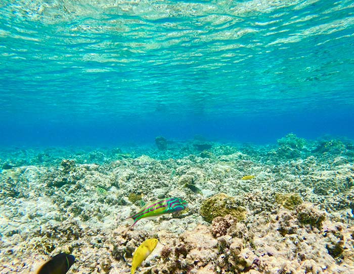 珊瑚礁の保全